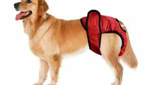 Labradorův tok: když začíná, jak dlouho to trvá a co dělat vlastník